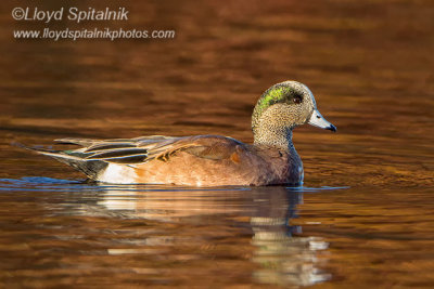 American Wigeon