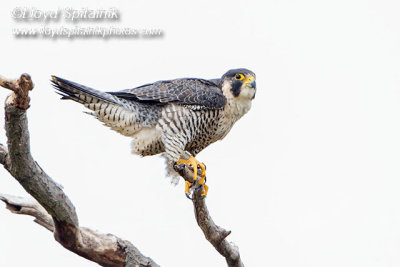 Peregrine Falcon