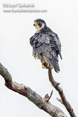 Peregrine Falcon