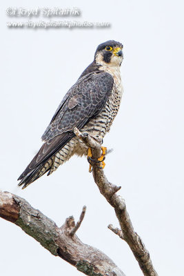 Peregrine Falcon