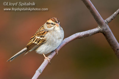 Chipping Sparrow