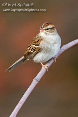 Chipping Sparrow