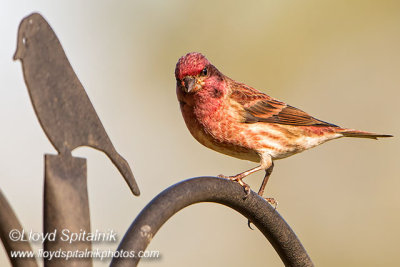 Purple Finch