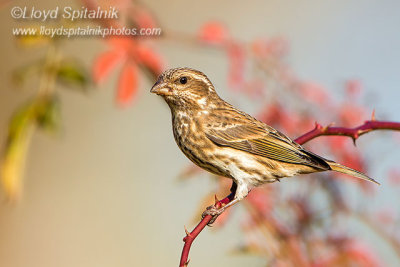 Purple Finch