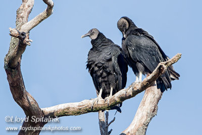 Black Vulture