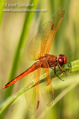 Needham's Skimmer