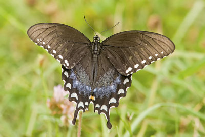 Spicebush Swallowtail