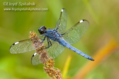 Spangled Skimmer