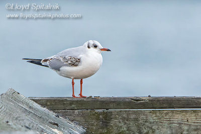 Black-headed Gull 