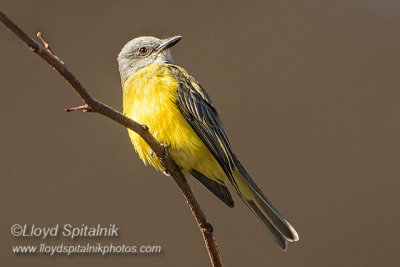 Couch's Kingbird