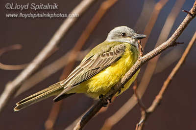 Couch's Kingbird 