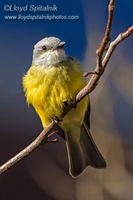 Couch's Kingbird