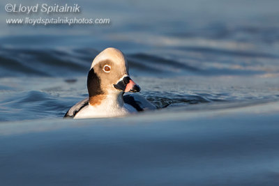 Long-tailed Duck (Oldsquaw)
