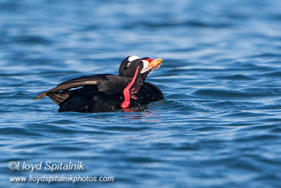 Surf Scoter 