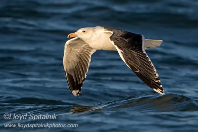 Great Black-backed Gull 