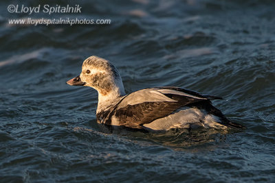 Long-tailed Duck/Oldsquaw (1st winter male) 