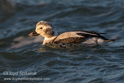 Long-tailed Duck/Oldsquaw (1st winter male) 
