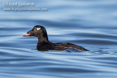 White-winged Scoter