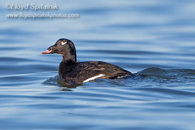 White-winged Scoter