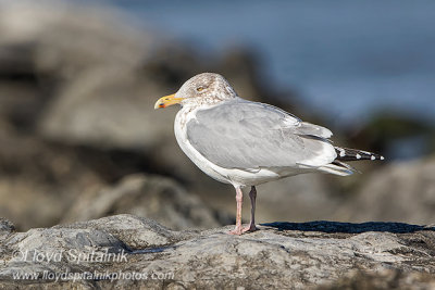 Herring Gull