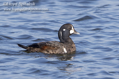 Harlequin Duck (1st winter male) 