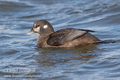 Harlequin Duck (female)