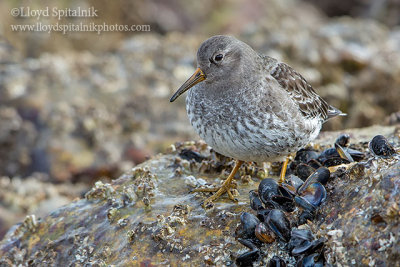 Purple Sandpiper