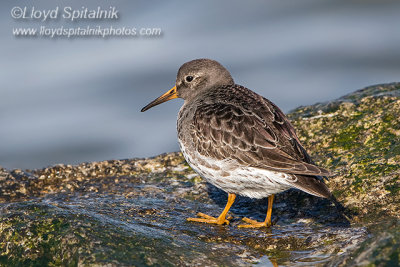 Purple Sandpiper