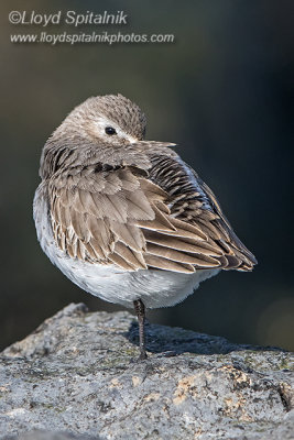 Dunlin