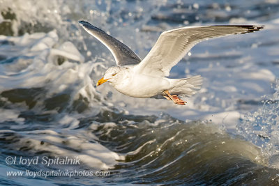 Herring Gull