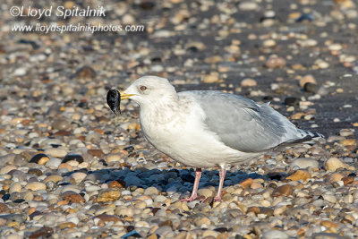 Iceland Gull (adult)