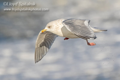 Iceland Gull (adult)