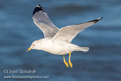 Ring-billed Gull (adult)