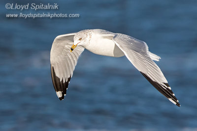 Ring-billed Gull (adult)
