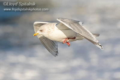 Iceland Gull (adult)