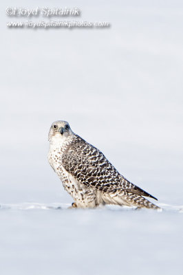 Gyrfalcon