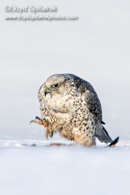 Gyrfalcon