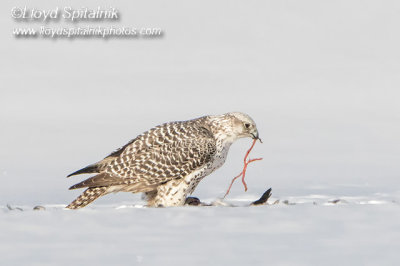 Gyrfalcon