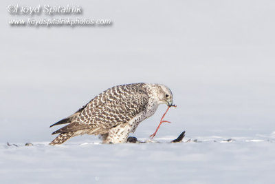 Gyrfalcon