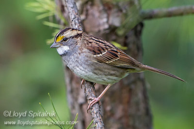 White-throated Sparrow