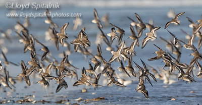 Dunlin (w/Sanderling)