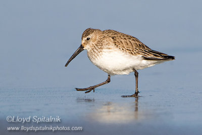 Dunlin