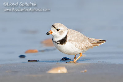 Piping Plover