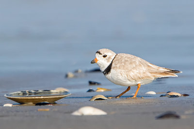 Piping Plover (breeding male)