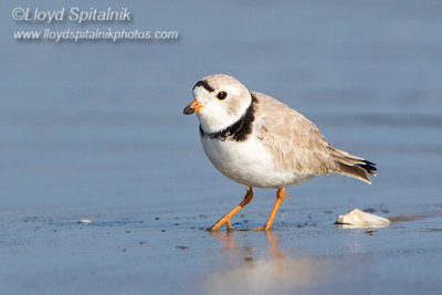 Piping Plover