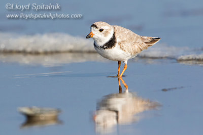 Piping Plover (breeding male)