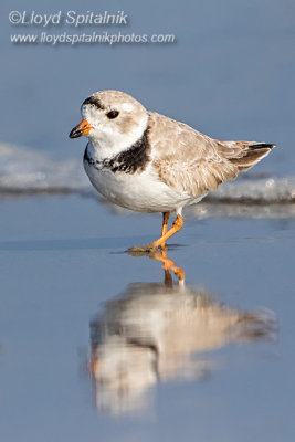 Piping Plover