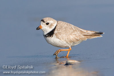 Piping Plover (breeding male)