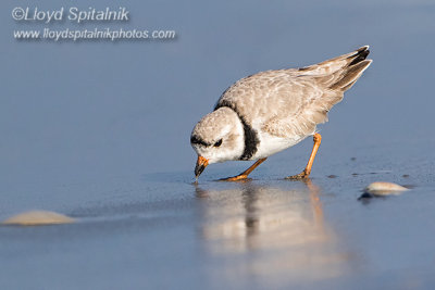 Piping Plover (breeding male) 