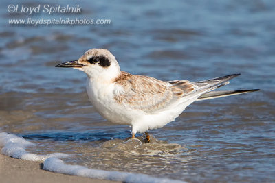 Forster's Tern